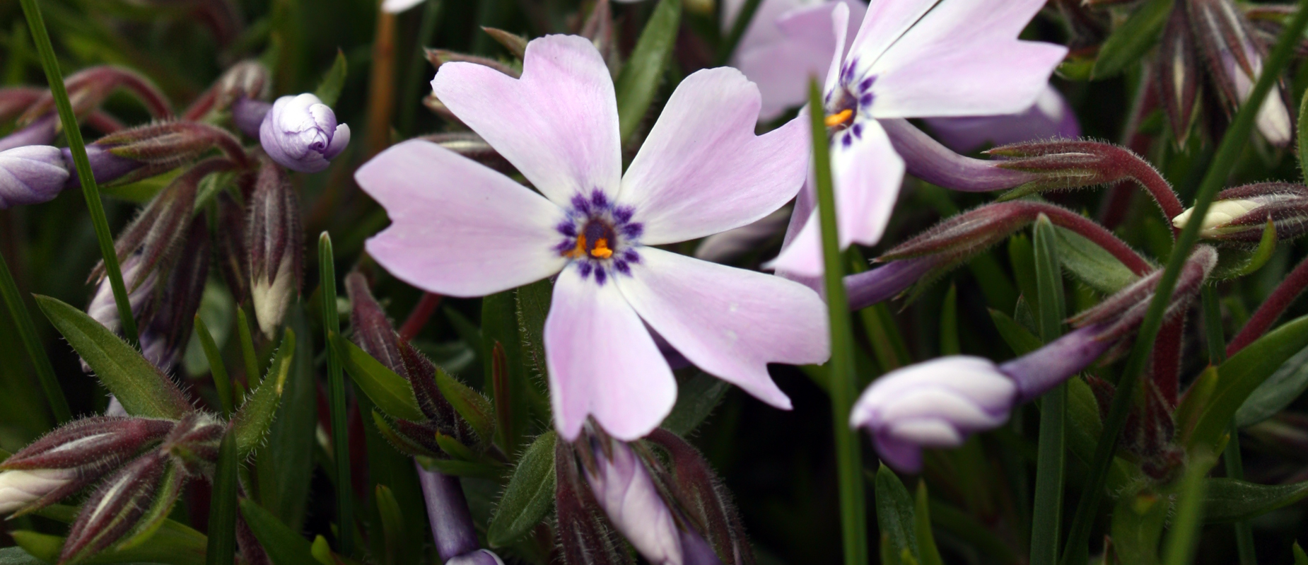 Lavender Stars