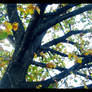 Leaves 1