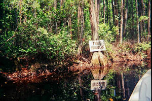 Okeefonokee Swamp1