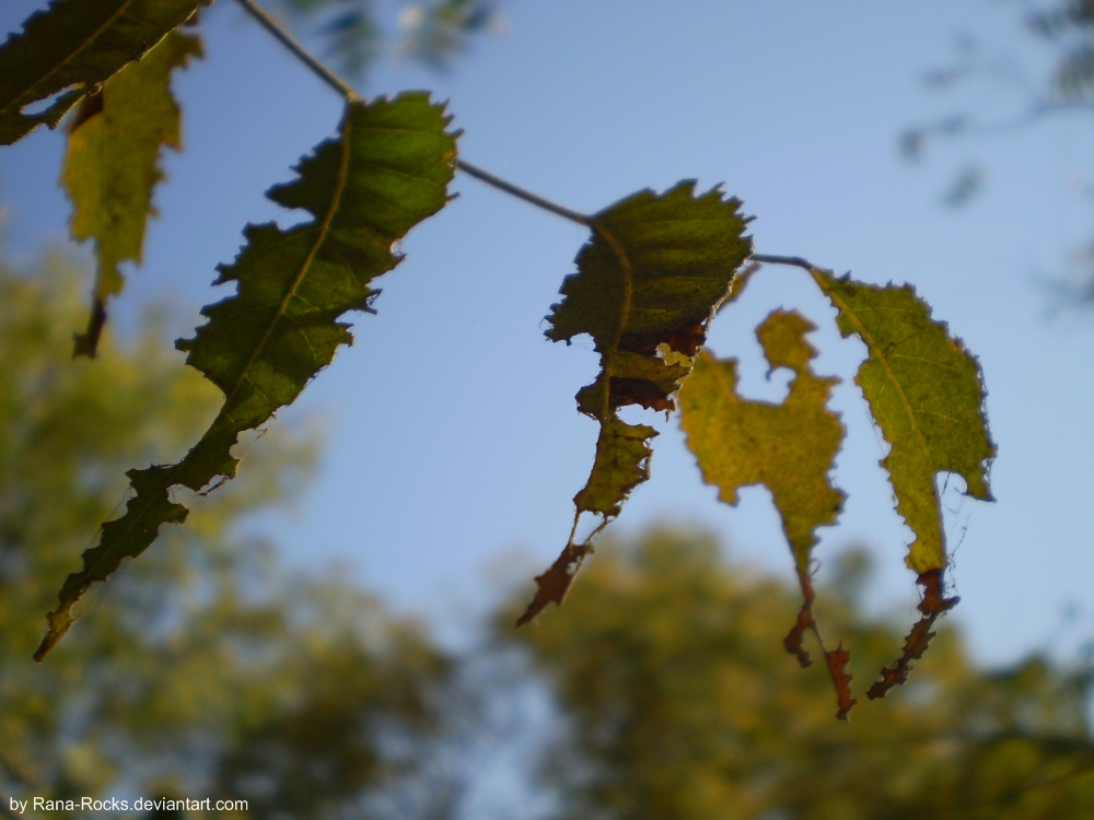 Neem Leaves