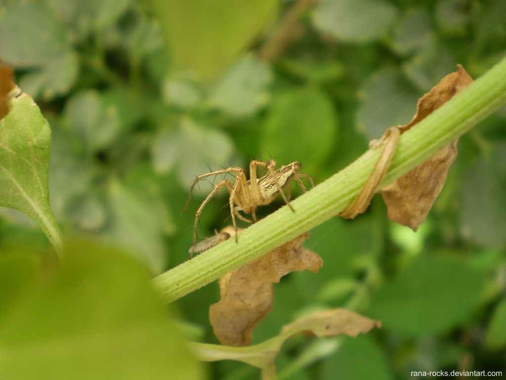 Spidy in my garden