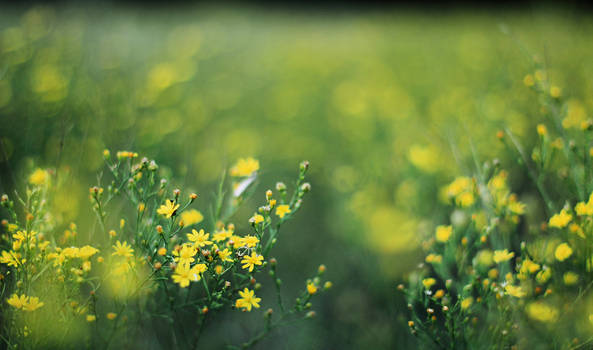 Yellow Flowers