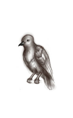 Sketch a Bird Challenge