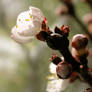 Apricot tree in bloom