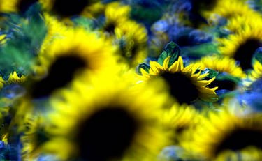 sunflowers