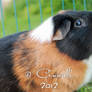 Guinea Pig II