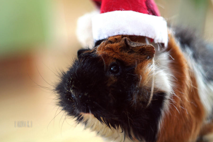 Christmas Guinea Pig