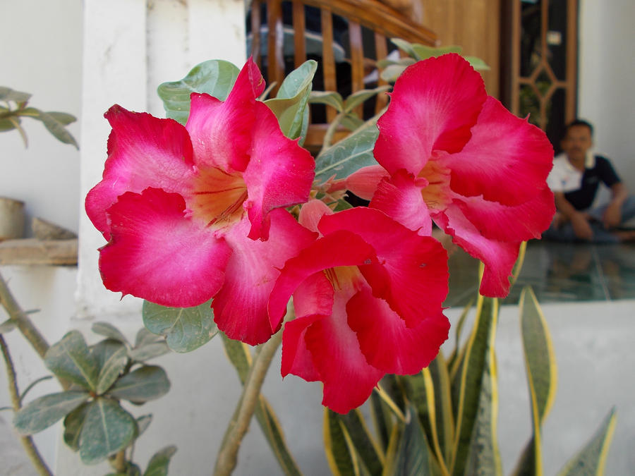 pink flowers