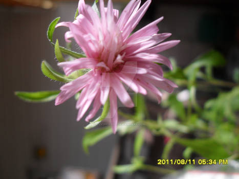 Flower pic 1