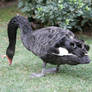 Australian Black Swan