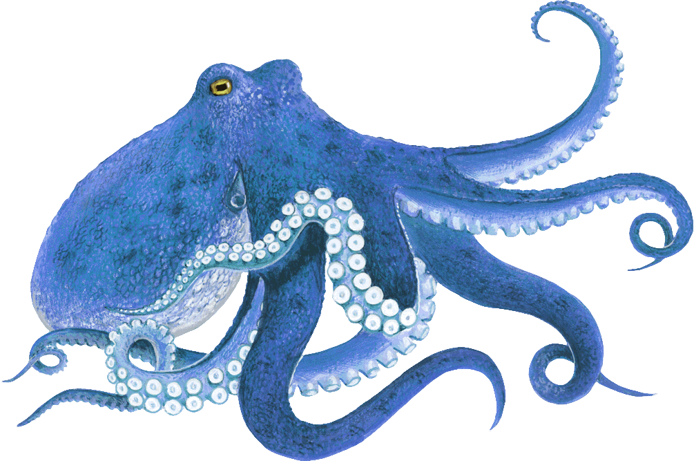 Png Inko Inko the Octopus by Myxini55 on DeviantArt