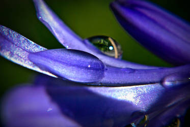 Flowers and Water II