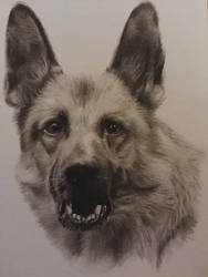 german shepherd