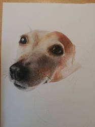 W.I.P. Jack Russell 