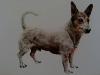 Jack Russell pencil drawing (w.i.p.)