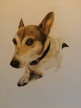 wip Jack Russel