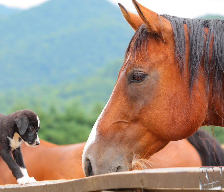 Feeding Puppies to Horses 1