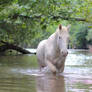 River Ride 2