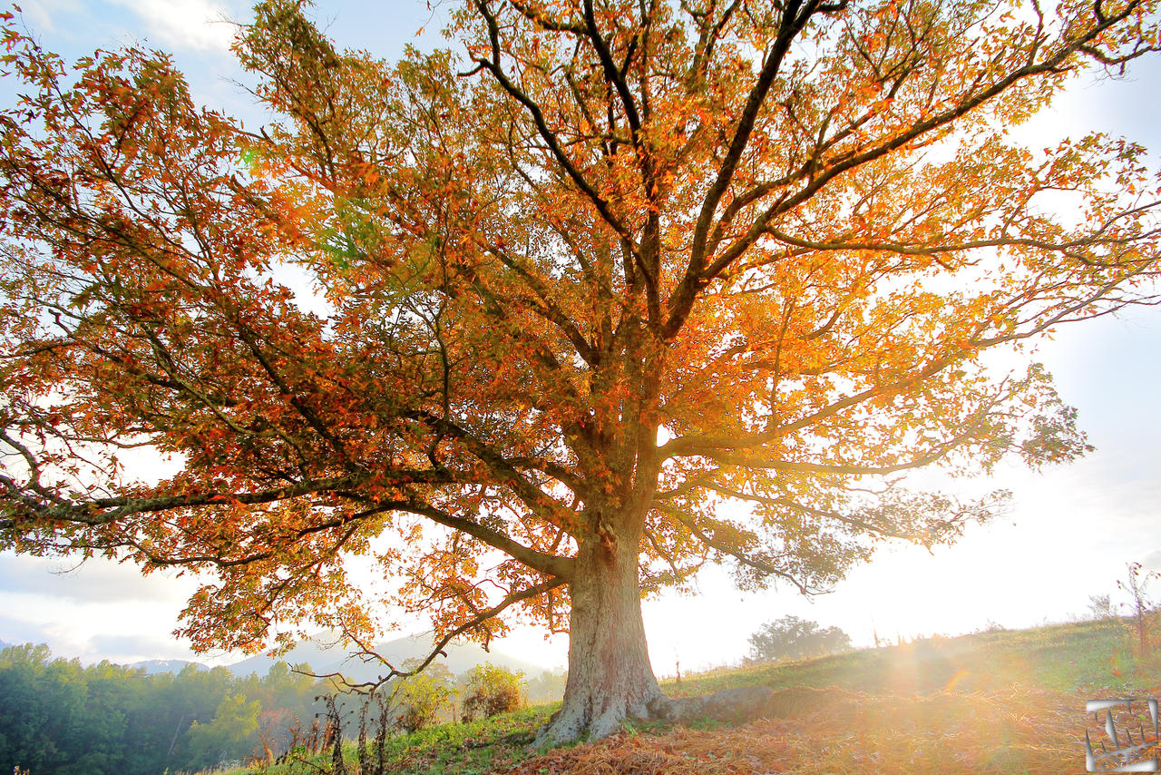 Cow Pasture Tree3