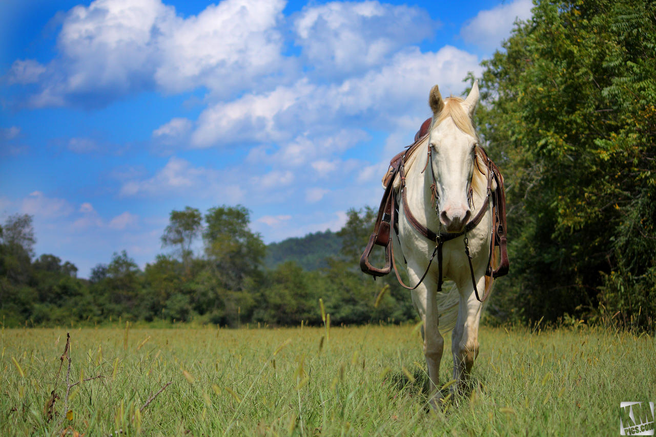 At The Dillard House Stables2