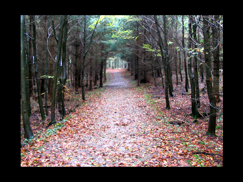 Autumn in Denmark: 10