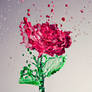 A Splash of Rose