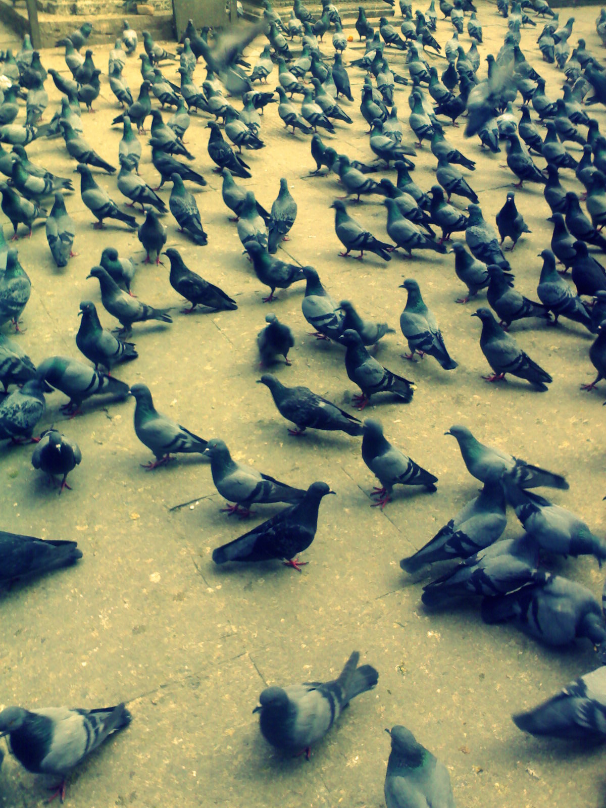 Pigeon Army