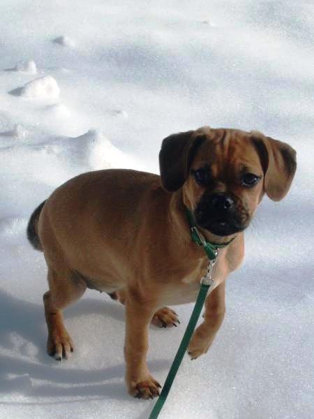 Max the Puggle