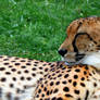 The Cheetah