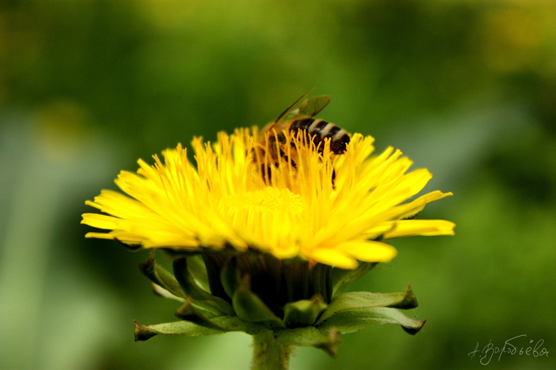 Dandelion