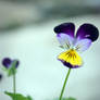 Purple Pansy