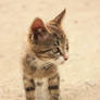 Sand Cat