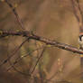 Sparrow