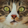 My Crazy Cat