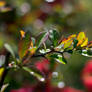 After Rain