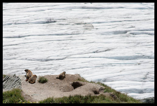 Marmots