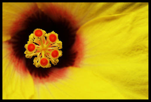 Hibiscus Sunrise