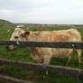 Cows at the Cliffs of Moher