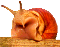 Gary the Pixel Snail