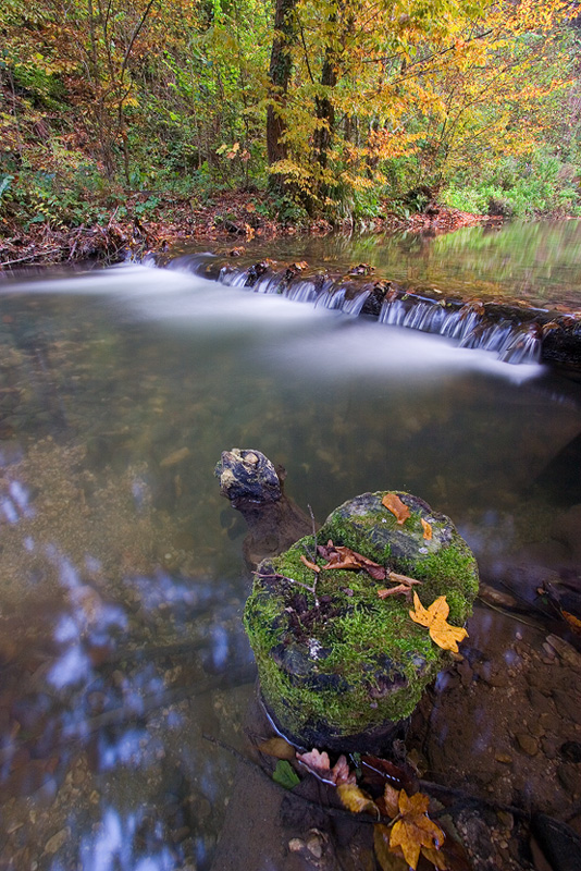 Green stump