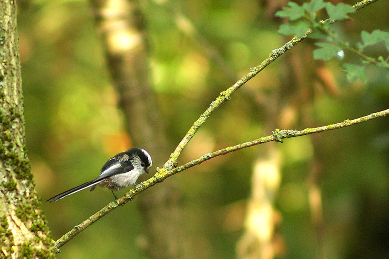 birdy