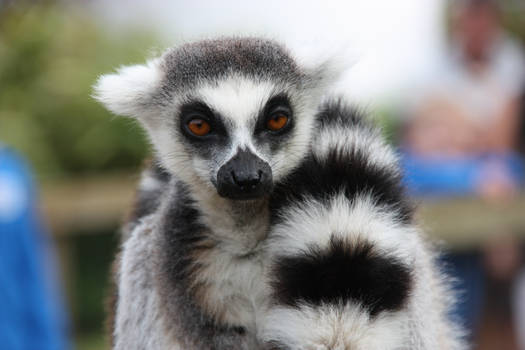 Lemur