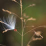 Milkweed II