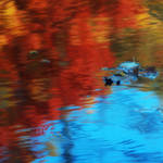A puddle of colour by mstargazer
