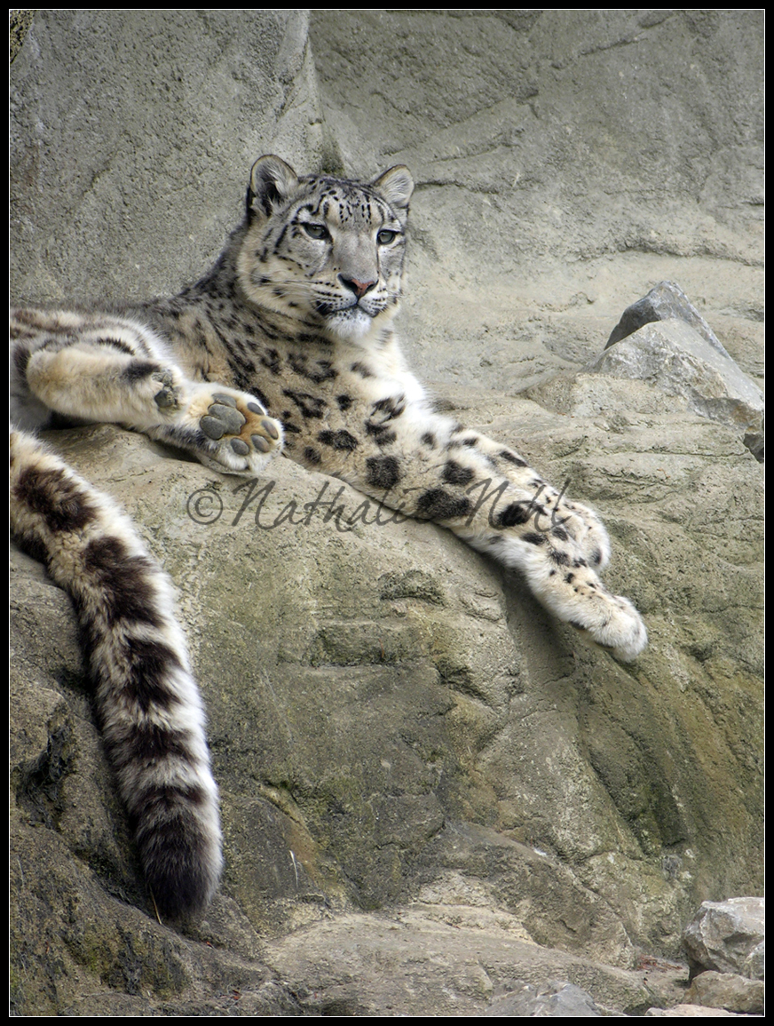 Uncia uncia - snow leopard