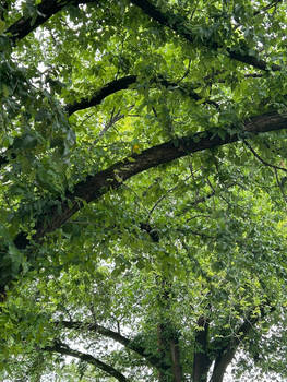 Green parrot in a green tree