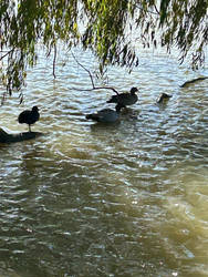 Ducks enjoying shade in an Australian Summer