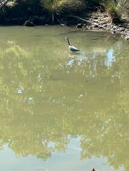 Heron looking for food