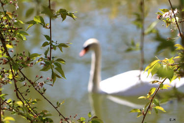 El cisne