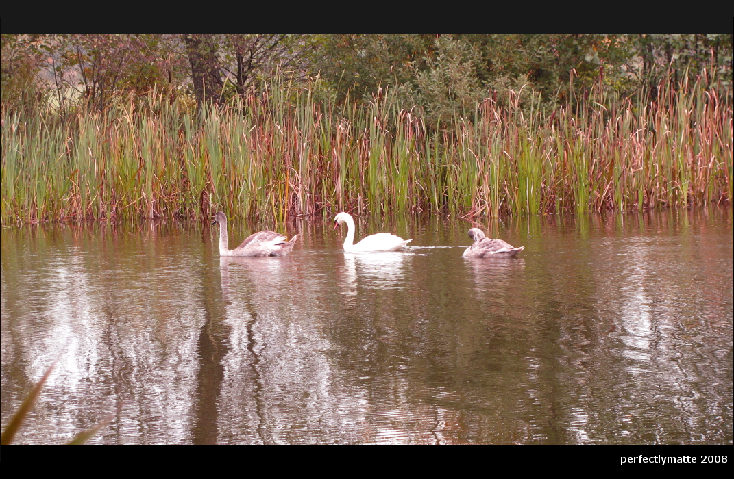 swan family